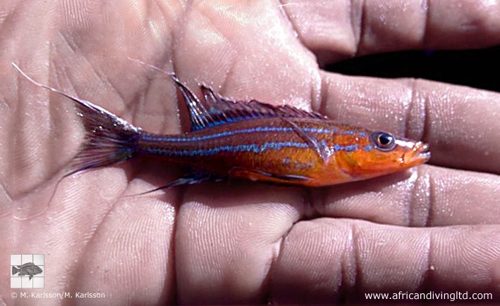 Paracyprichromis nigripinnis 'South Tanzania'
